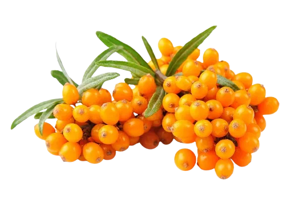 シーベリーは現代版スーパーフード！女性におすすめの理由