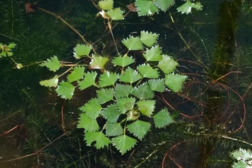 高品質サプリだからこそ体感できるヒシエキスの力